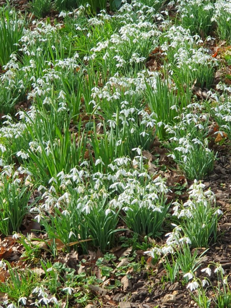 Schneeglökchen