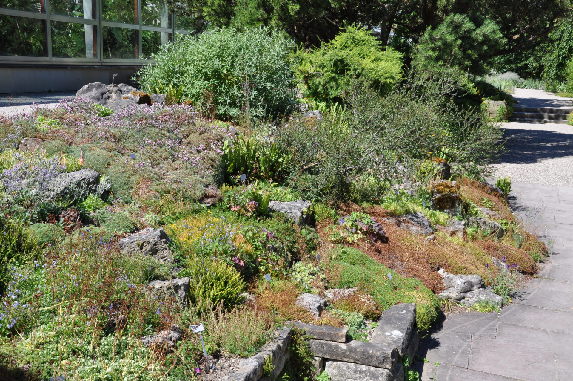 Ein felsiger Garten mit einer Vielzahl von niedrig wachsenden Pflanzen und Sträuchern, umgeben von Steineinfassungen und Wegen, mit großen Fenstern und Bäumen im Hintergrund.