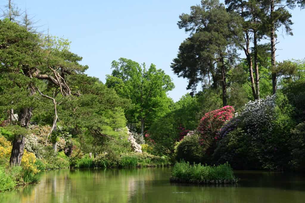 Ein friedlicher Teich, umgeben von üppig grünen Bäumen, blühenden Sträuchern und hohen Kiefern unter einem strahlend blauen Himmel, erinnert an die Ruhe eines Gartens der Chelsea Flower Show, in dem die Spiegelungen auf der Wasseroberfläche schimmern.
