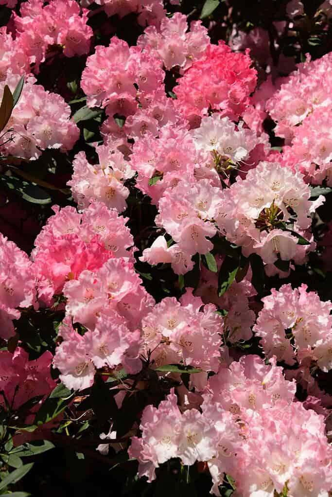 Knäuel von rosa und hellrosa Rhododendronblüten in voller Blüte, die an die Auslagen der Chelsea Flower Show erinnern, mit teilweise sichtbaren grünen Blättern zwischen den Blüten.
