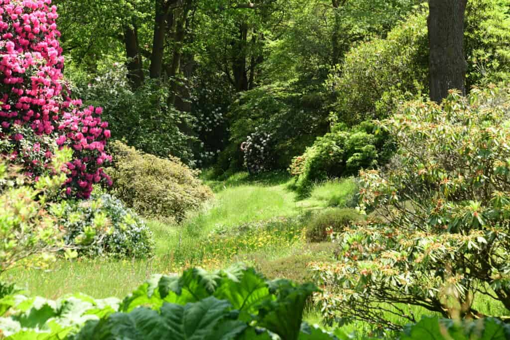 Eine üppige Gartenszene, die an die Chelsea Flower Show erinnert, mit leuchtend grünem Gras, hohen Bäumen und blühenden rosa Rhododendren auf der linken Seite, umgeben von dichtem Laub und Sonnenlicht, das durch die Blätter fällt.
