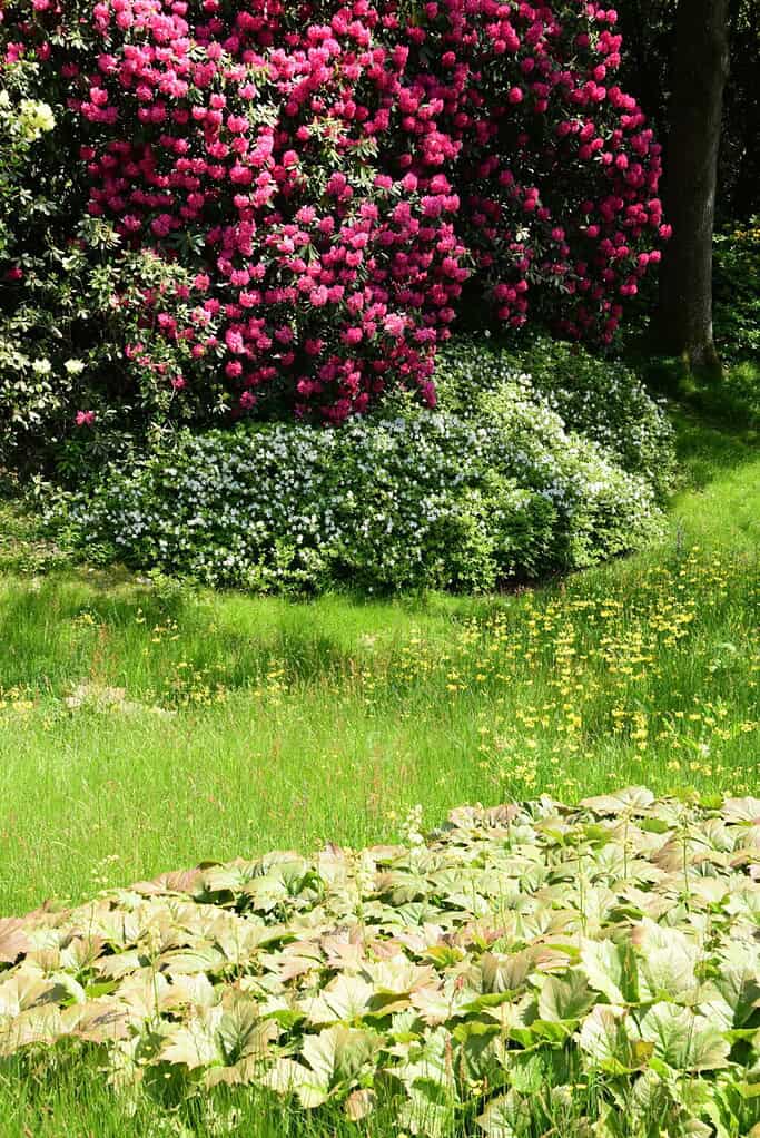 Ein üppiger Garten, der von der Chelsea Flower Show inspiriert wurde, zeigt Schichten von Grün, gelben Wildblumen und breitblättrigen Pflanzen im Vordergrund, niedrige weiß blühende Sträucher in der Mitte und einen großen Busch mit leuchtend rosa Blüten im Hintergrund.