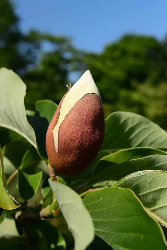 Eine Nahaufnahme einer rötlich-braunen Magnolienknospe, die sich zu öffnen beginnt und an deren rissiger Spitze weiße Blütenblätter zu sehen sind - eine Reminiszenz an die atemberaubenden Blüten, die auf der Chelsea Flower Show präsentiert werden. Grüne Blätter und verschwommenes Blattwerk erscheinen vor einem blauen Himmel.