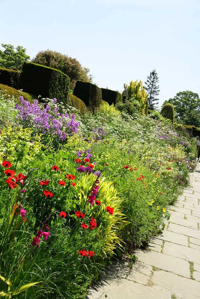 Ein steinerner Weg führt an einem farbenfrohen Gartenbeet entlang, das an die Chelsea Flower Show erinnert, mit rotem Mohn, lila Blüten, grünen Hecken und Bäumen, die von einem klaren Himmel eingerahmt werden.
