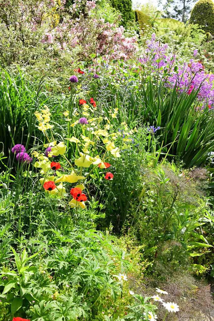 Ein üppiger Garten, der an die Chelsea Flower Show erinnert, bietet eine lebendige Mischung aus rotem Mohn, gelben Blüten, lila Allium und rosa Blüten, die an einem sonnigen Tag von dichtem grünen Laub umgeben sind.