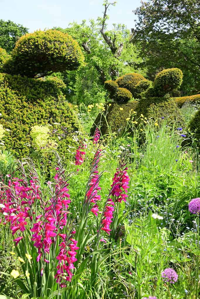Ein üppiger Garten, der an die Chelsea Flower Show erinnert, mit leuchtend rosa Gladiolenblüten im Vordergrund und großen, geformten Formschnittsträuchern in verschiedenen Formen im Hintergrund, umgeben von Grün an einem sonnigen Tag.