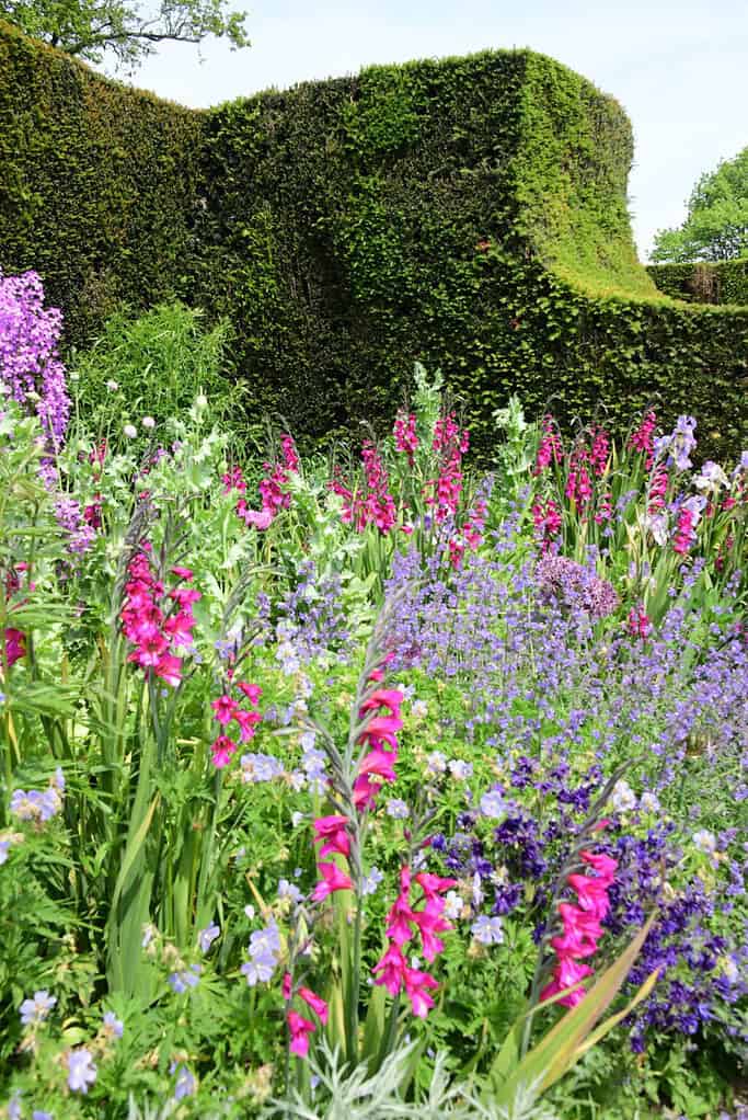 Ein üppiger Garten, der von der Chelsea Flower Show inspiriert wurde, zeigt hohe, blühende rosa, violette und blaue Blumen vor einer großen, ordentlich geschnittenen grünen Hecke unter einem strahlenden Himmel.