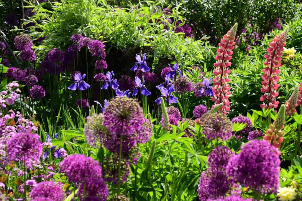 Ein farbenfroher Garten mit Büscheln violetter Alliumblüten, hohen rosafarbenen Lupinen und blauen Schwertlilien, umgeben von grünem Laub in hellem Sonnenlicht, das an eine Chelsea Flower Show erinnert.