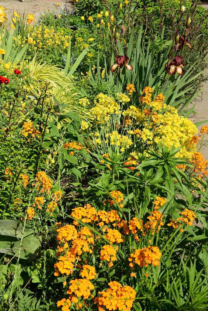 Ein üppiges, von der Chelsea Flower Show inspiriertes Gartenbeet mit leuchtend orangefarbenen und gelben Blumen, grünen Blattpflanzen und hohen kastanienbraunen Schwertlilien, die im hellen Sonnenlicht blühen.