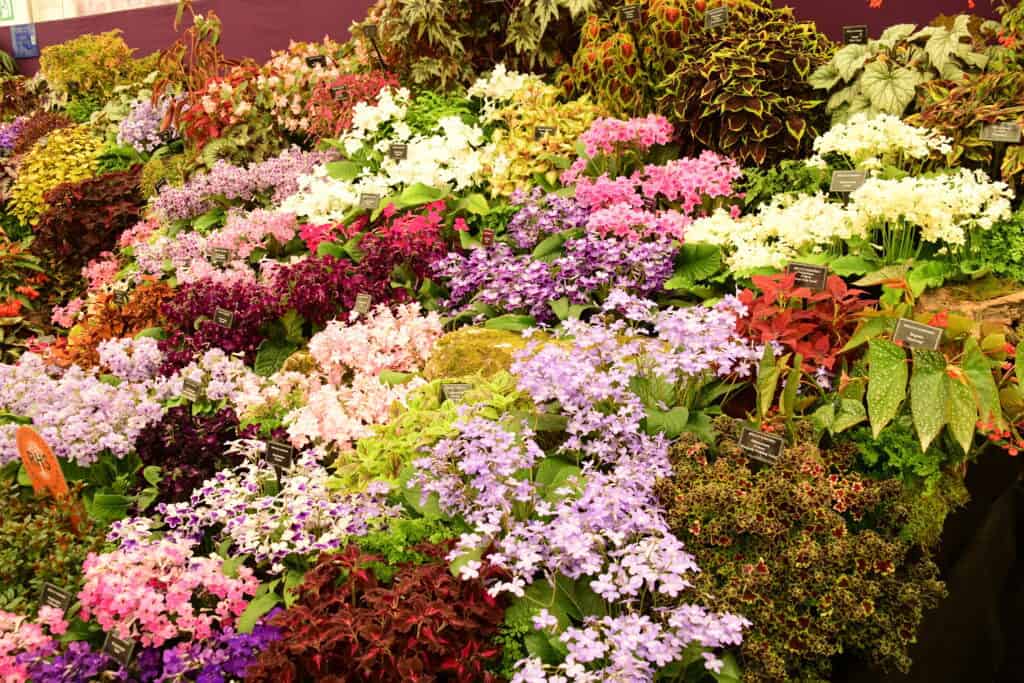 Eine lebendige Präsentation verschiedener bunter Blumen und grüner Pflanzen, die dicht an dicht auf einem Tisch im Haus angeordnet sind, erinnert an die üppigen, dichten Gartenszenen, die man auf der Chelsea Flower Show sieht.