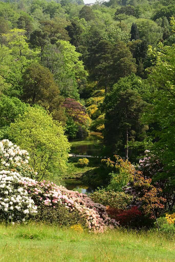 Üppig grüne Bäume und Sträucher umgeben einen kleinen Teich, im Vordergrund blühen rosa und weiß blühende Sträucher, die an die lebendige, ruhige Schönheit einer Gartenszene der Chelsea Flower Show erinnern.