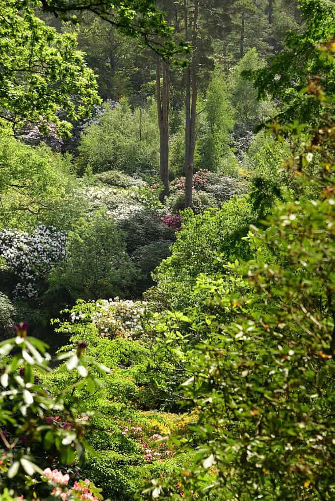 Ein üppiger grüner Wald mit hohen Bäumen und dichtem Laub, der an eine Chelsea Flower Show erinnert, zeigt blühende Sträucher mit weißen und rosa Blüten unter hellem, natürlichem Licht.