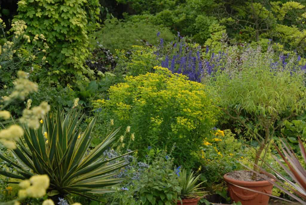 Ein üppiger Garten mit dichtem, grünem Laub, hohen, stacheligen Pflanzen, leuchtend gelben und violetten Blumen und Terrakotta-Töpfen inmitten des Grüns.