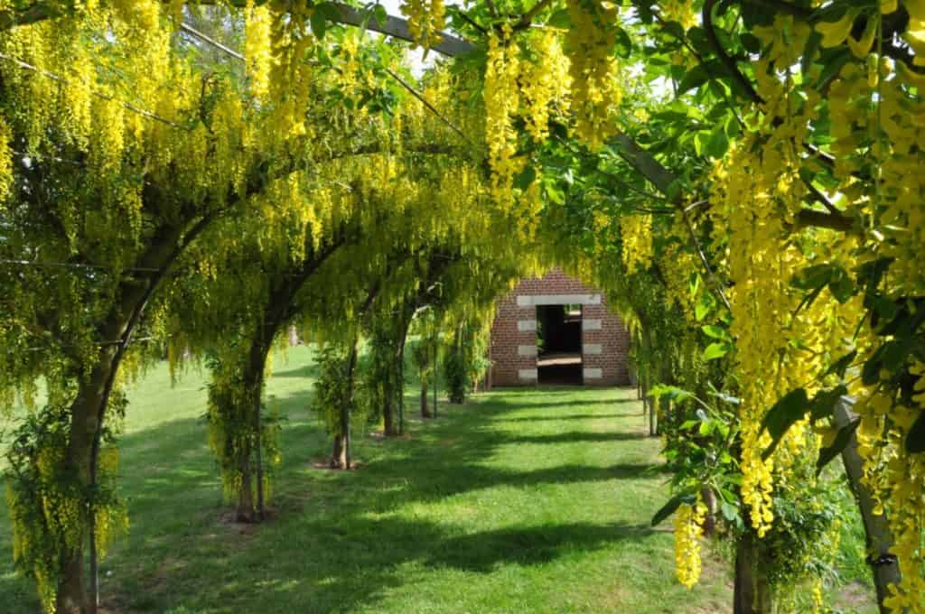 Gelbe Blüten hängen in Büscheln von geschwungenen Bögen herab, die einen Tunnel über grünes Gras bilden und zu einem kleinen Backsteinbau mit einer offenen Tür am Ende führen. Das Sonnenlicht fällt durch das Blätterdach.