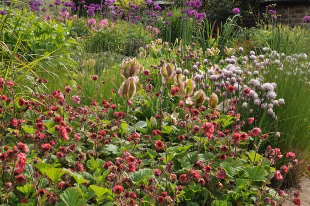 Ein leuchtendes Gartenbeet mit roten, violetten und weißen Blüten, umgeben von üppig grünem Laub und hohen Gräsern an einem sonnigen Tag.