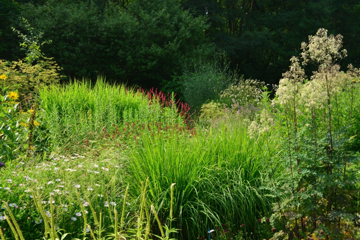 Ein üppiger Garten mit hohen Gräsern, Wildblumen und dichtem grünen Laub. Verschiedene Grüntöne dominieren die Szene, wobei weiße und rote Blumen für Farbe sorgen. Bäume und Sträucher bilden einen dichten Hintergrund.