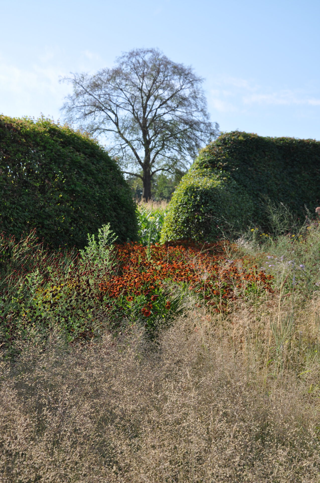 Ein großer, blattloser Baum steht in der Ferne, eingerahmt von zwei hohen, gestutzten grünen Hecken, mit wilden Gräsern und rötlichen Pflanzen im Vordergrund unter einem klaren blauen Himmel.