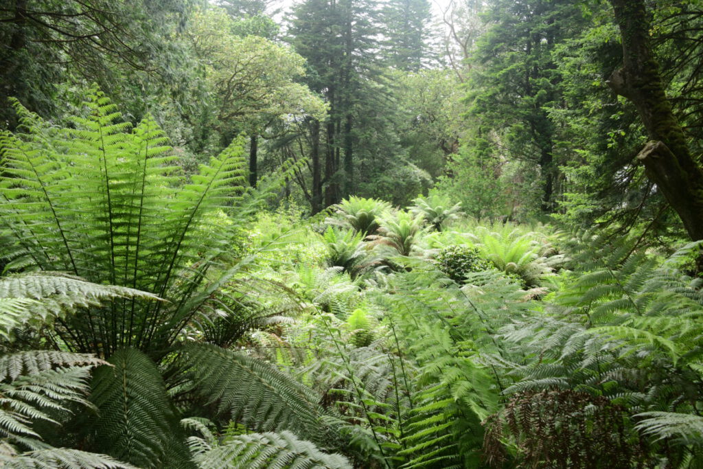 Derreen Gardens