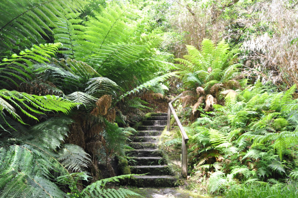 Derreen Gardens