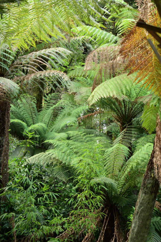 Derreen Gardens