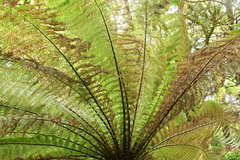 Derreen Gardens