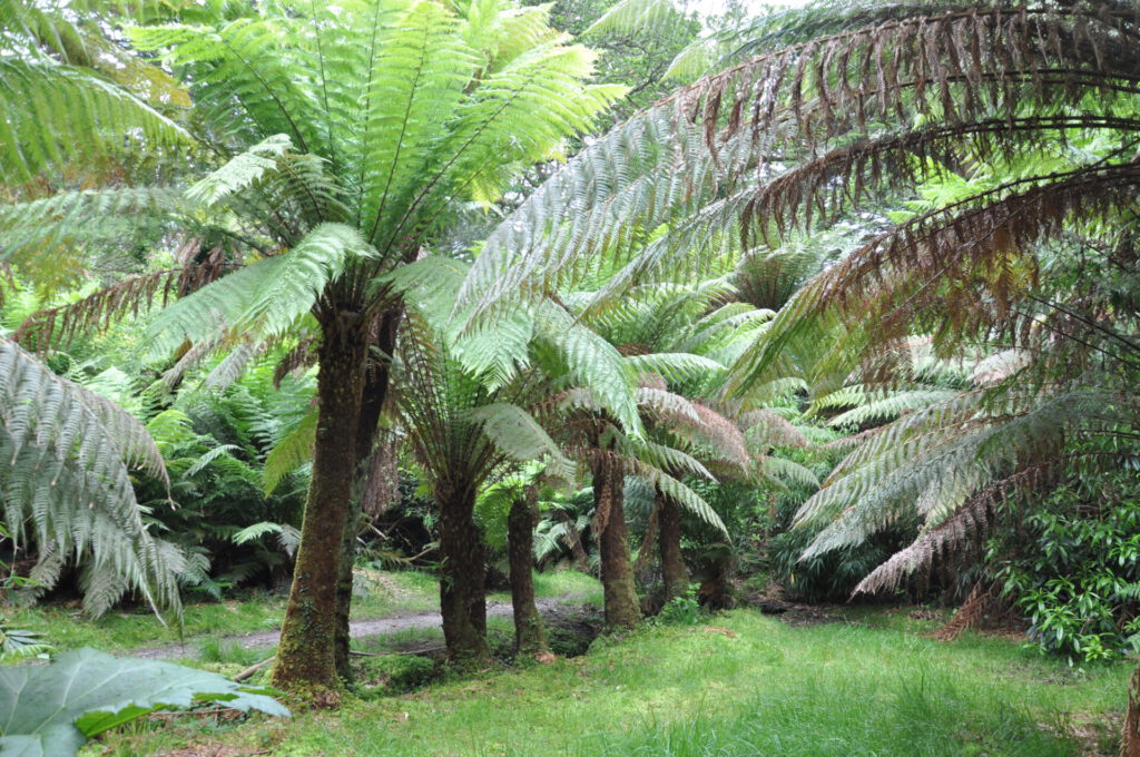 Derreen Gardens