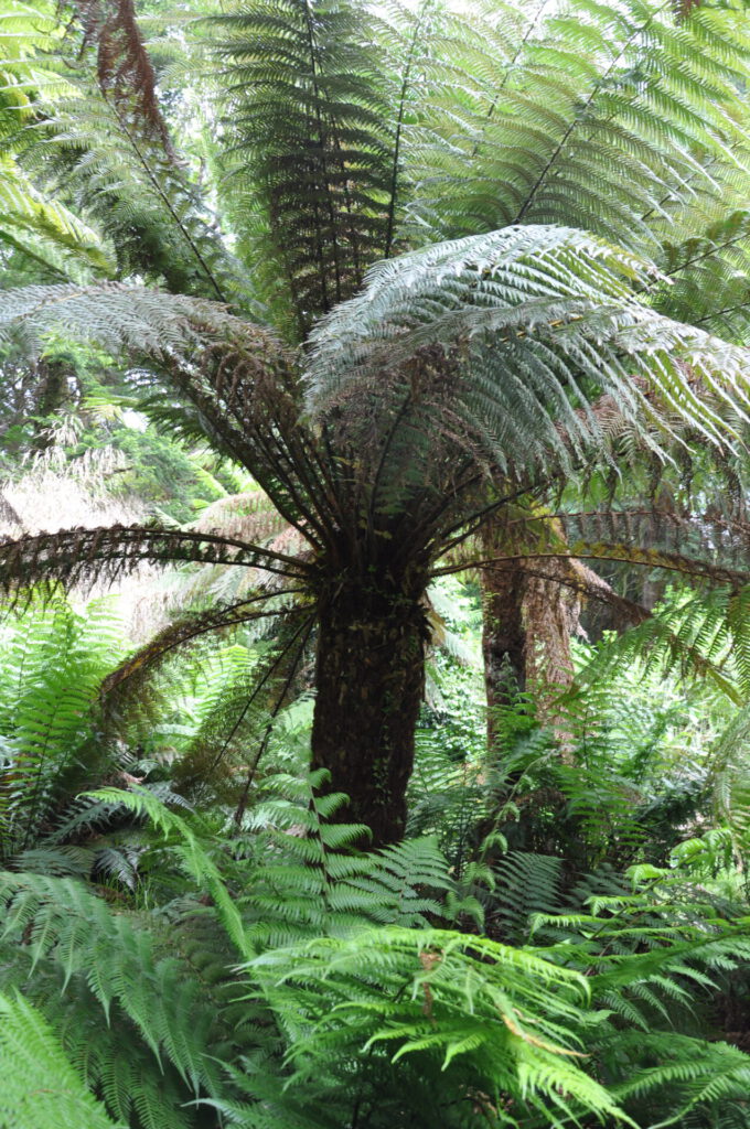 Derreen Gardens