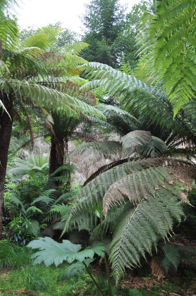 Derreen Gardens
