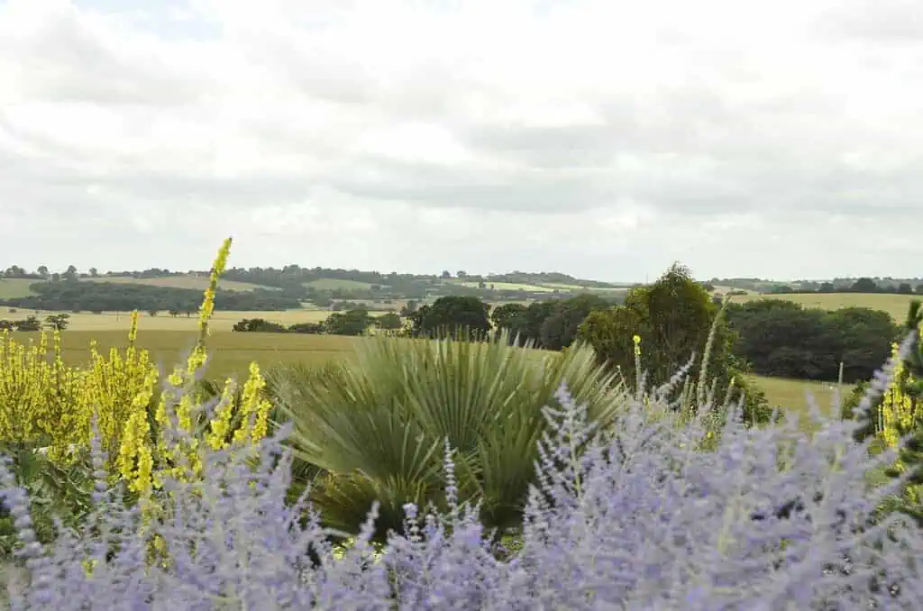 Eine ländliche Landschaft mit gelben und violetten Wildblumen im Vordergrund, grünen Feldern und Bäumen im Mittelgrund und einem wolkenverhangenen Himmel über dem Kopf.