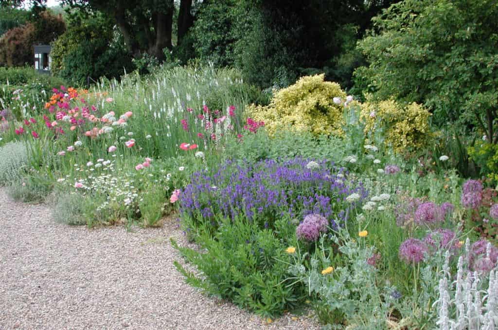 Ein buntes Blumenbeet in einem Garten mit verschiedenen blühenden Pflanzen, darunter lila, rosa, weiße und gelbe Blumen, neben einem Kiesweg und umgeben von grünen Sträuchern und Bäumen.