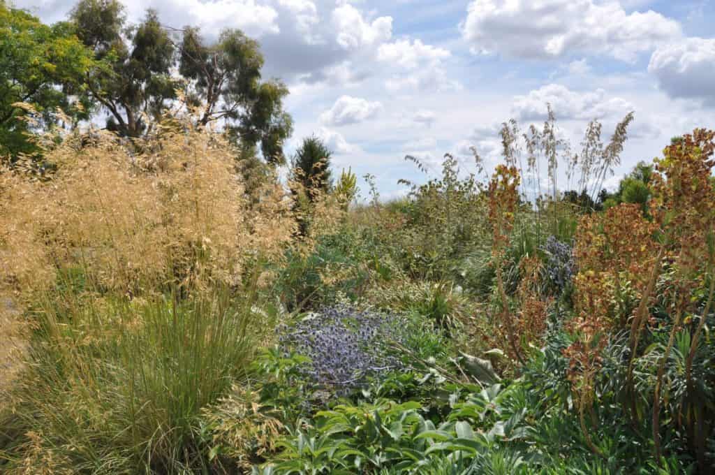 Ein üppiger, wilder Garten mit hohen Gräsern, Sträuchern und blühenden Pflanzen unter einem teilweise bewölkten Himmel, der eine natürliche, ungezähmte Landschaftsszene schafft.