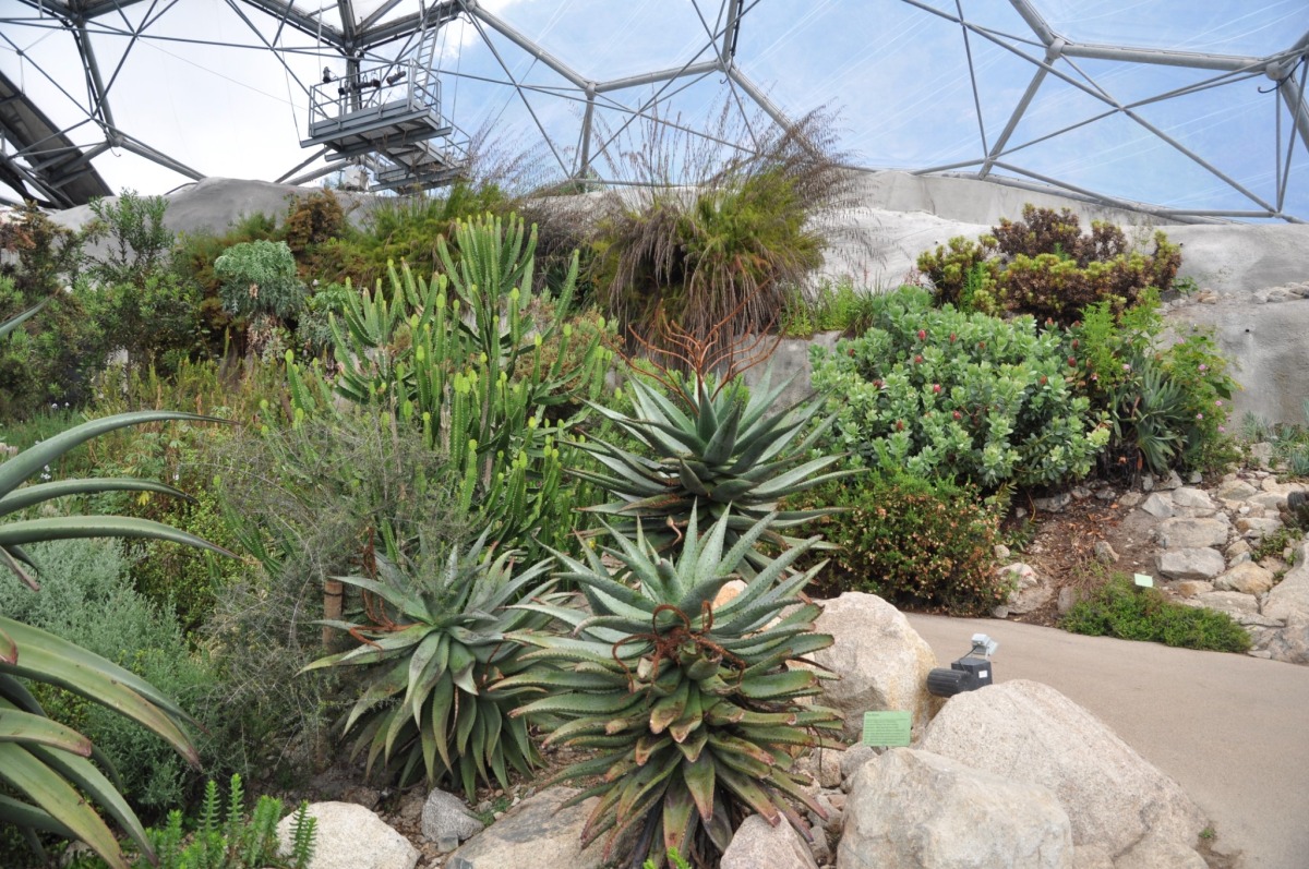 Verschiedene Arten von Sukkulenten und Kakteen wachsen in einem felsigen botanischen Innengarten mit einer Glaskuppel über dem Dach und einem sandigen Weg neben den Pflanzen.