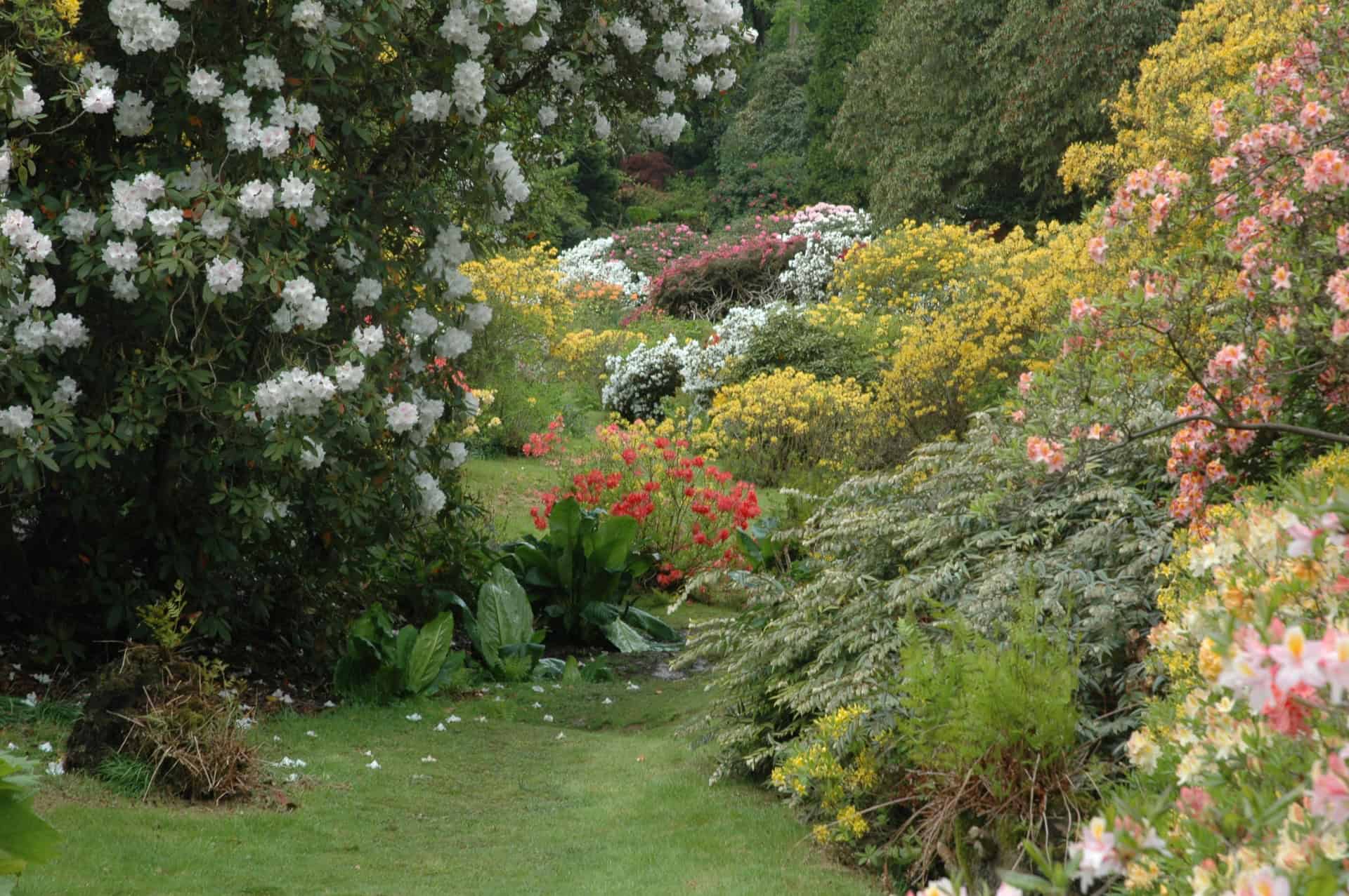 Ein üppiger Gartenweg, umgeben von dicht blühenden Sträuchern mit rosa, weißen, roten und gelben Blüten, mit grünem Gras und Laub, die eine lebendige, natürliche Szene schaffen.
