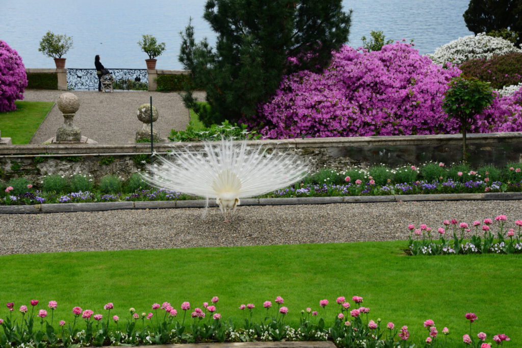 Isola Bella