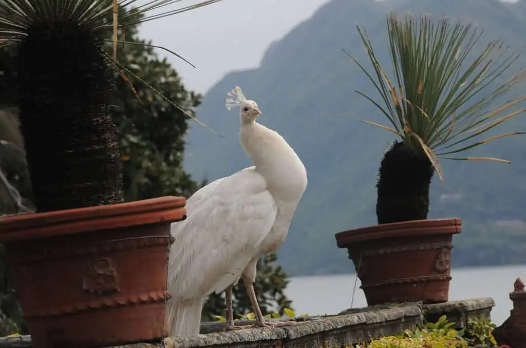 Ein weißer Pfau steht auf einem Steinsims zwischen zwei getopften Palmen, mit Blick auf die ruhigen Italieniesche Seen mit Bergen und einem ruhigen Gewässer in der Ferne.