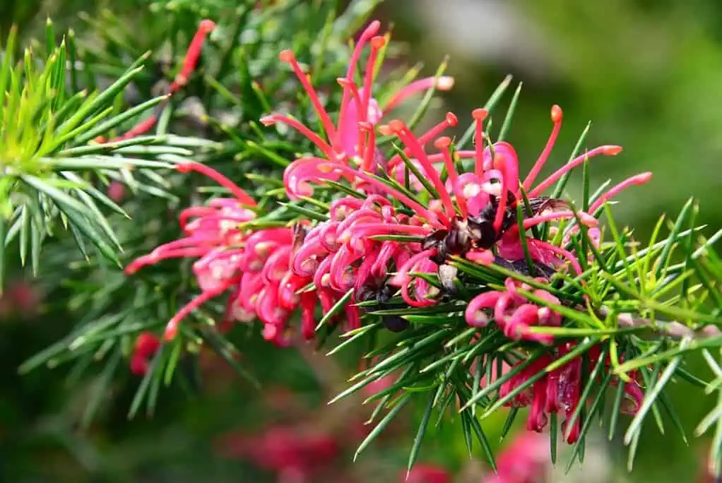 Eine Nahaufnahme von leuchtend rosafarbenen Grevillea-Blüten mit Büscheln von langen, geschwungenen Blütenblättern und schlanken grünen Blättern vor einem verschwommenen grünen Hintergrund, der an die üppige Landschaft an den Italienieschen Seen erinnert.