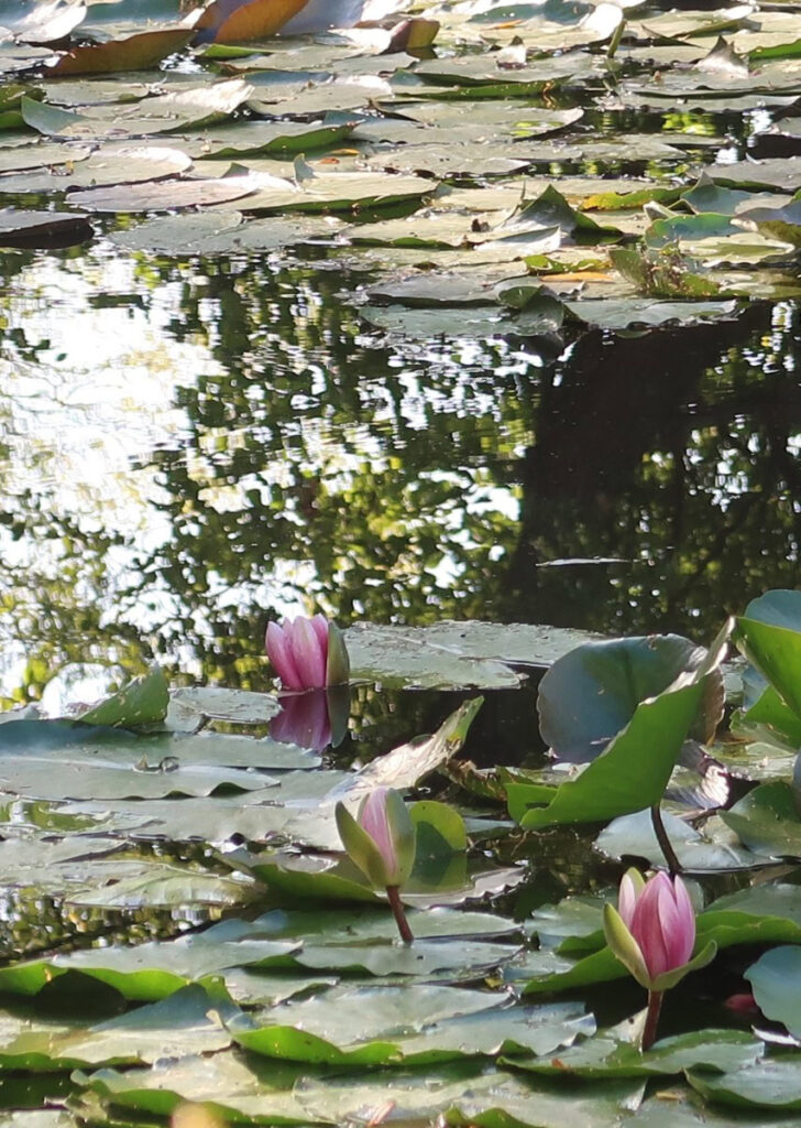 Jardin Monet