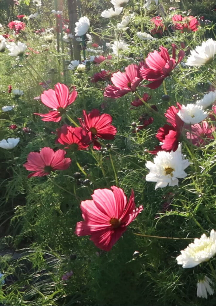 Jardin Monet
