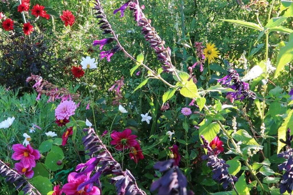 Jardin Monet