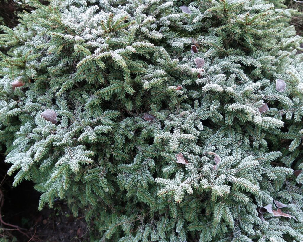 Kent wintersfeer (5)