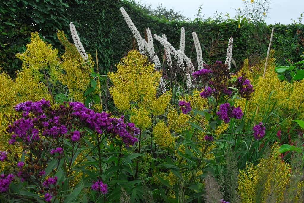 Le Jardin Plume