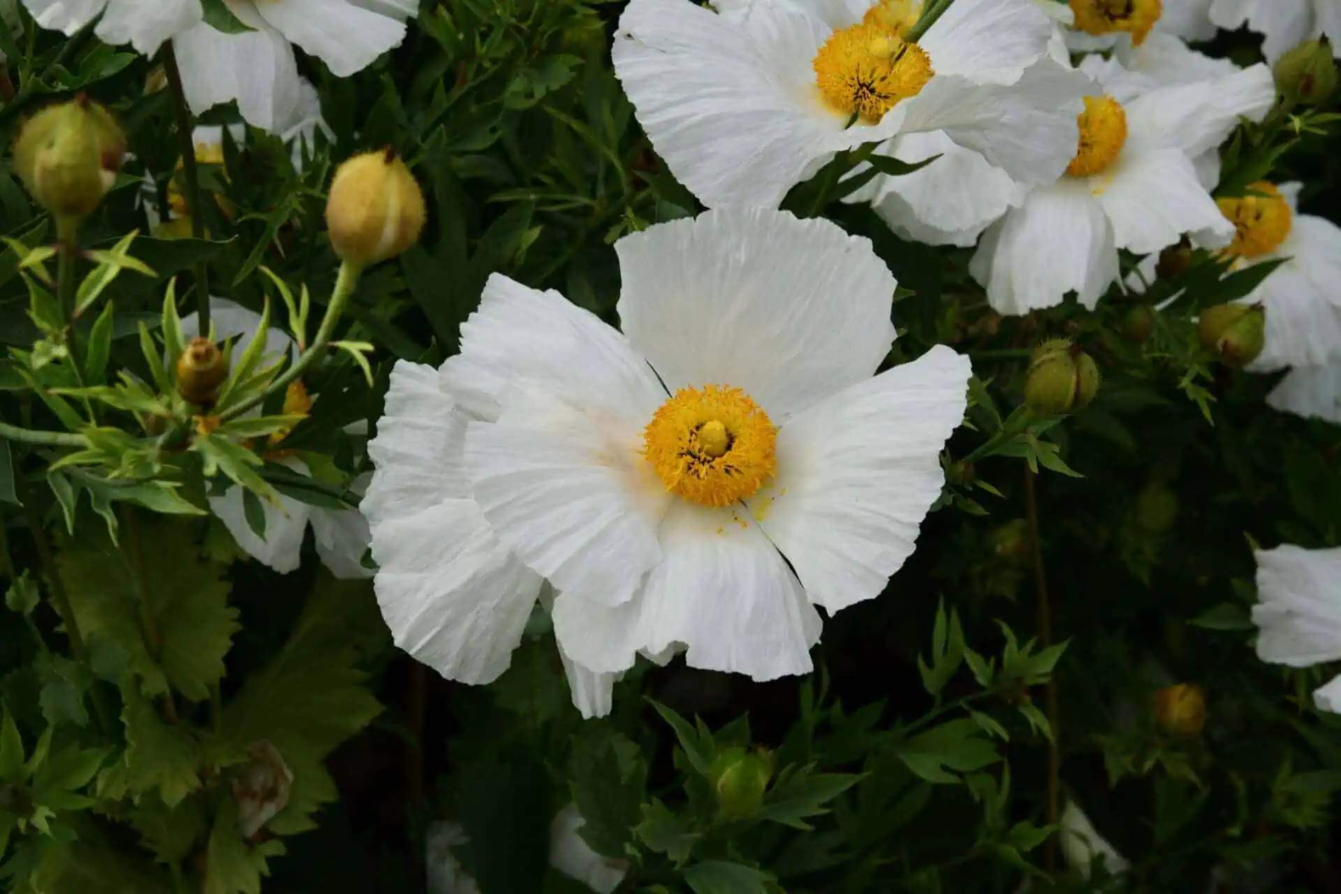 Große weiße Blüten mit zarten, gekräuselten Blütenblättern und leuchtend gelben Zentren blühen zwischen grünen Blättern und ungeöffneten Knospen und schaffen eine heitere Gartenszene, die zu Gedanken an Nachhaltigkeit und natürliche Schönheit anregt.
