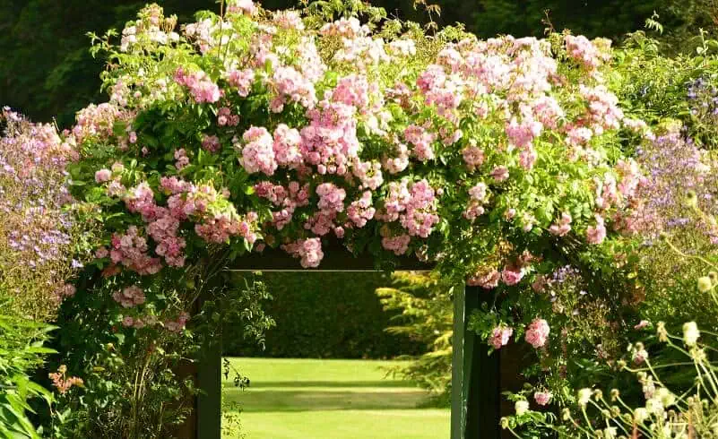 Ein Gartenweg, der an Ost-Schottland erinnert und mit üppigen grünen und violetten Pflanzen gesäumt ist, führt zu einem hölzernen Tor, das mit blühenden rosa Blumen bedeckt ist und auf einen gepflegten Rasen führt.