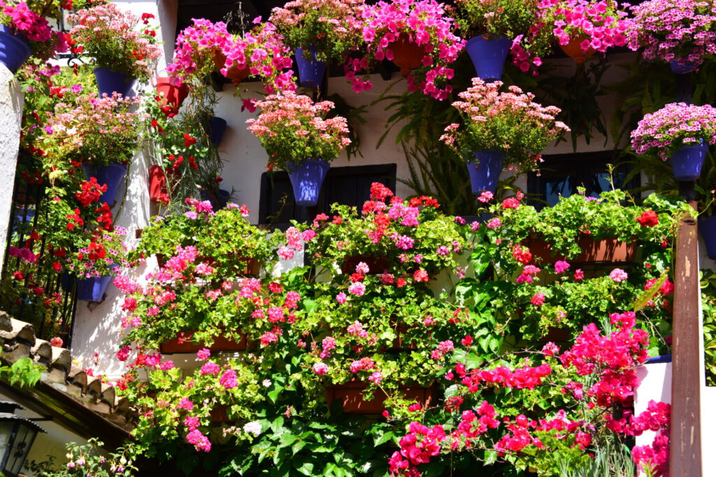 Patios in Córdoba