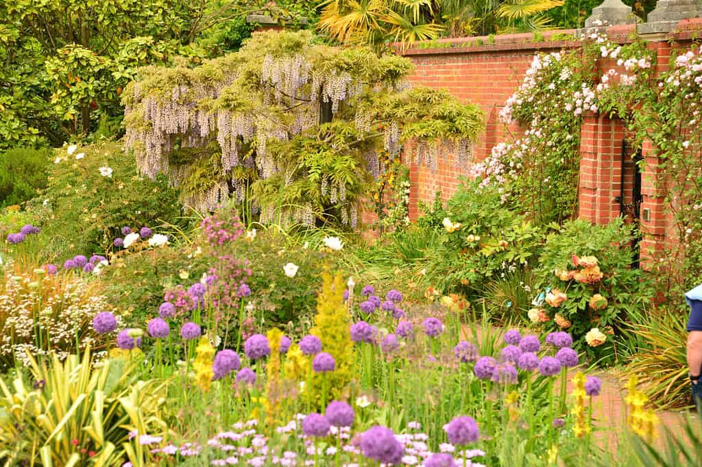 Ein lebendiger Garten mit blühenden violetten Alliumblüten, weißen und rosa Blumen und üppigem Grün vor einer roten Backsteinmauer, die mit Glyzinien und Kletterrosen bewachsen ist.
