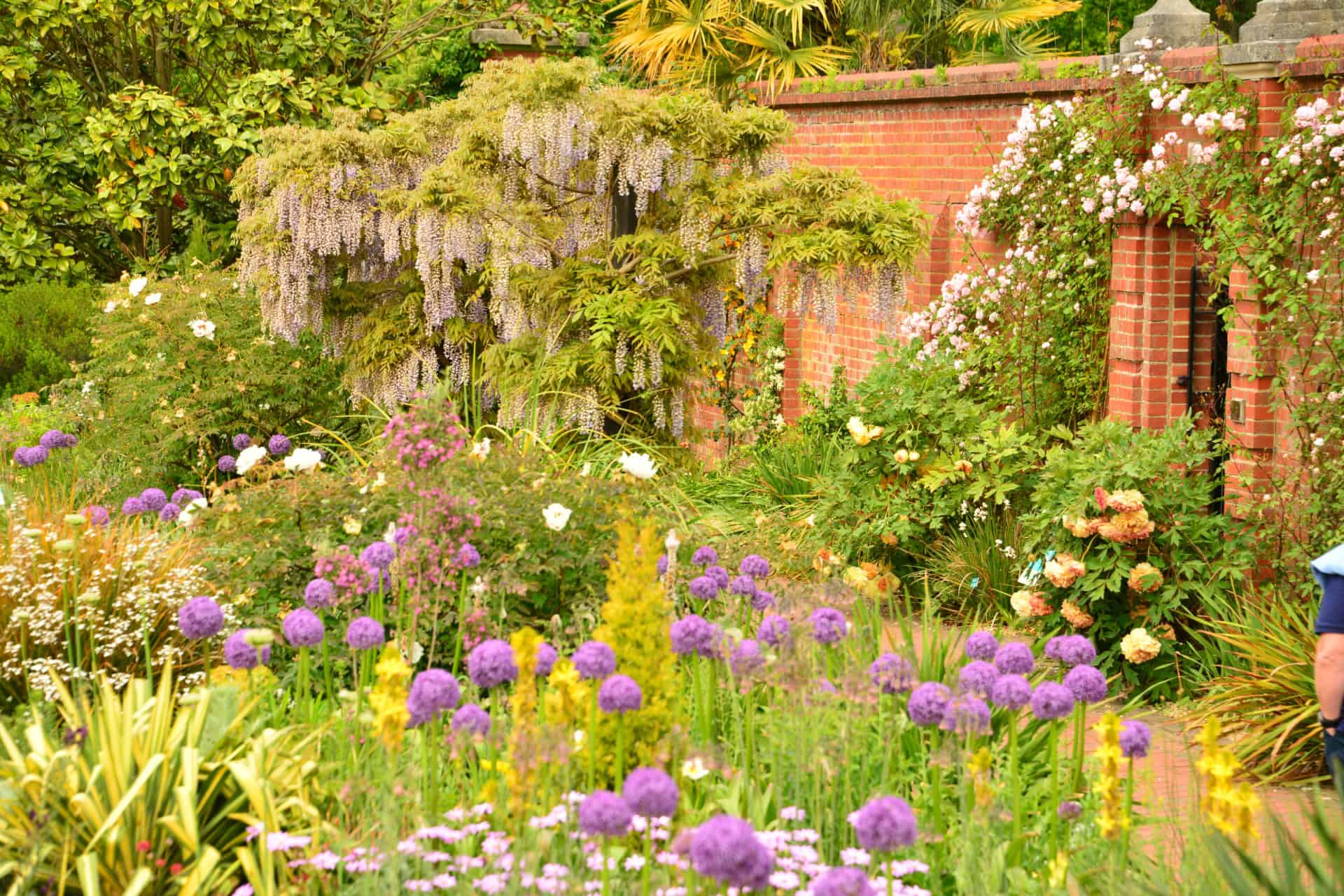 Ein lebendiger Garten mit blühenden violetten Alliumblüten, weißen und rosa Blumen und üppigem Grün vor einer roten Backsteinmauer, die mit Glyzinien und Kletterrosen bewachsen ist.