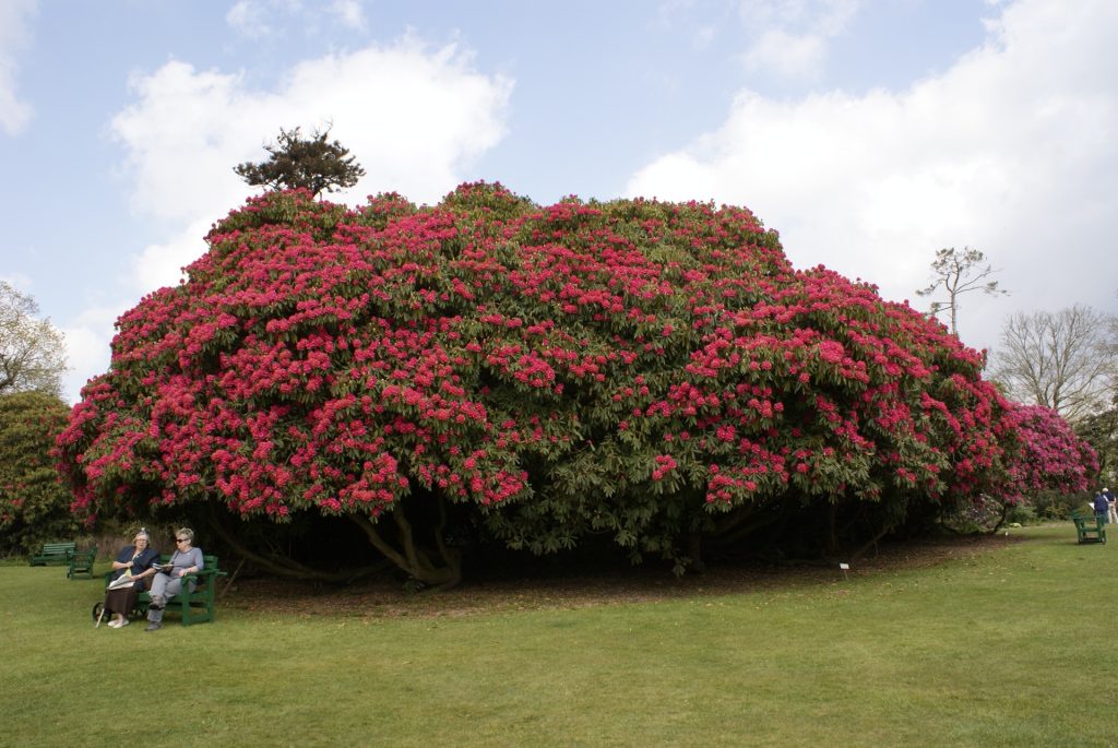 The Lost Garden of Heligan