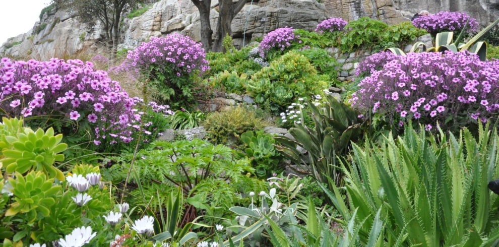 Ein üppiger Garten in Hanglage mit leuchtend lila und weißen Blüten, grünem Laub und Sukkulenten. Felsen und Bäume erheben sich über die bunten Pflanzen und schaffen eine natürliche, vielschichtige Landschaft.