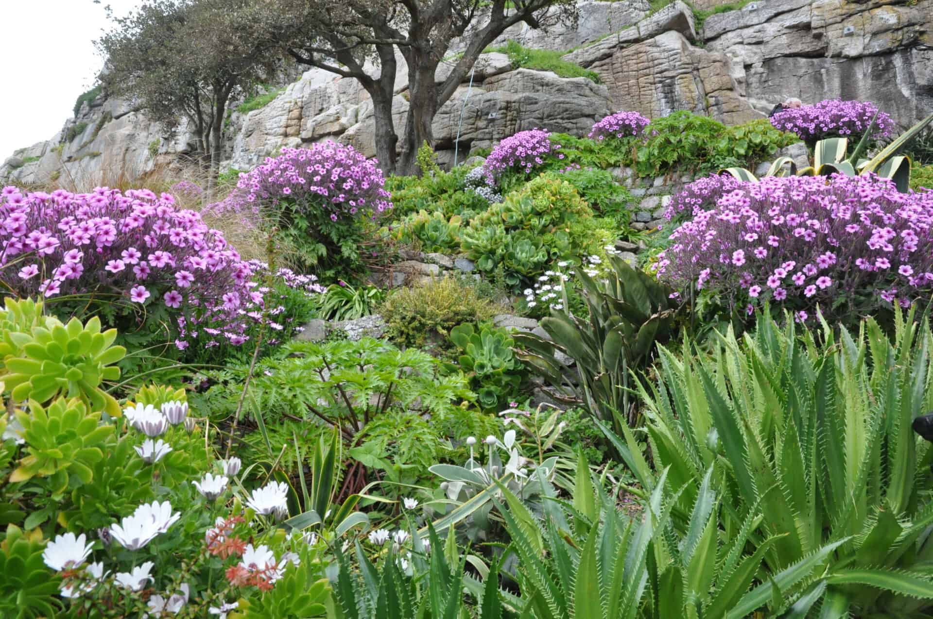 Ein üppiger Garten in Hanglage mit leuchtend lila und weißen Blüten, grünem Laub und Sukkulenten. Felsen und Bäume erheben sich über die bunten Pflanzen und schaffen eine natürliche, vielschichtige Landschaft.