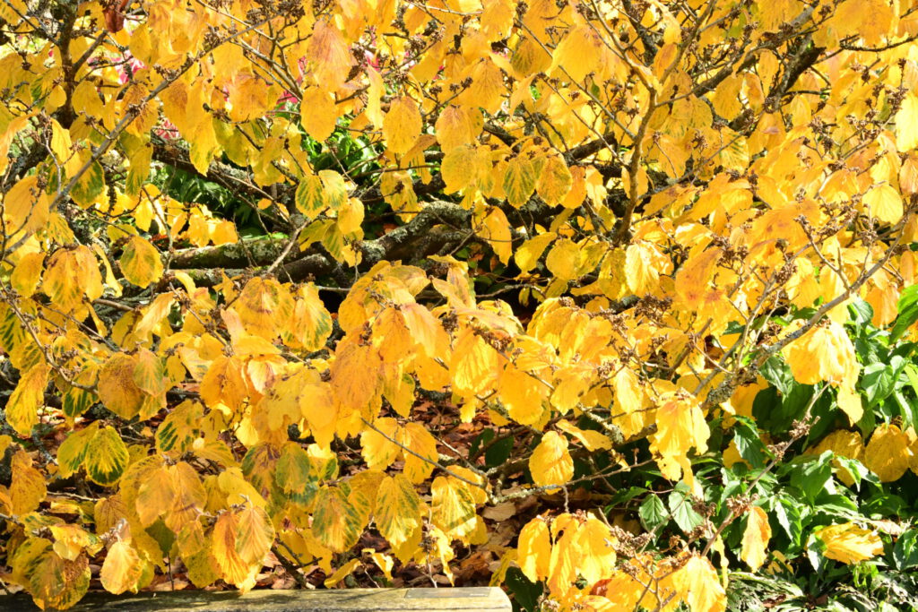 Wakehurst Place